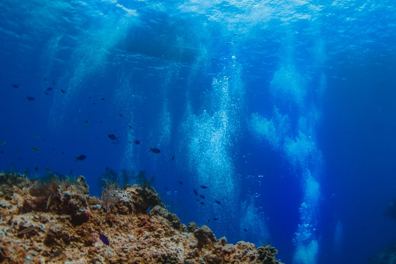 Mergulho em Cozumel: peixes no recife Santa Rosa