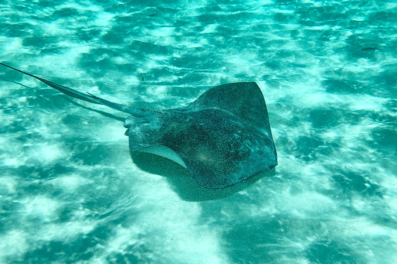 Raia em Cozumel, um dos melhores lugares do mundo para mergulhar