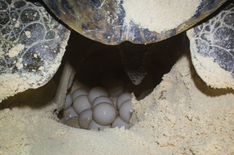 Tartaruga marinha botando ovos – Cozumel, México