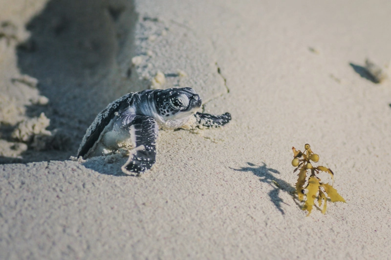 filhote de tartaruga marinha na praia