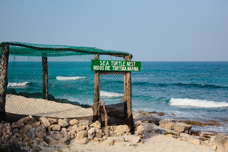 Área de proteção dos ninhos de tartaruga em Cozumel, pela FPMC