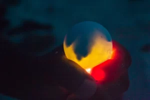 Ovo de tartaruga marinha iluminado por fora, mostrando silhueta de filhote lá dentro.
