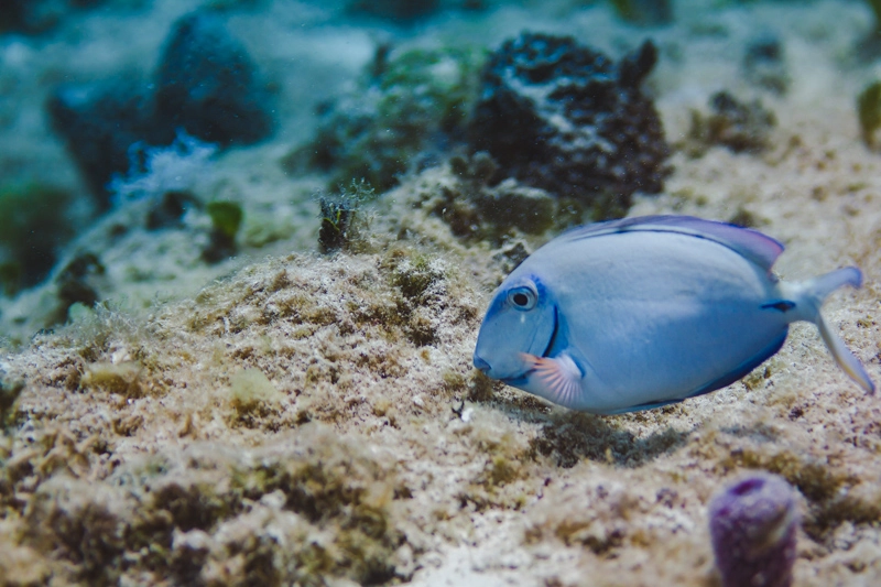 Peixe barbeiro azul, que encontramos em um dos mergulhos que fizemos em Cozumel. 