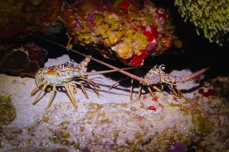 Lagostas no mergulho noturno, em um dos pontos de mergulho em Cozumel