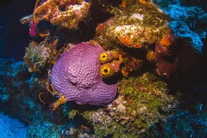 Formações de corais no ponto de mergulho Colombia, em Cozumel