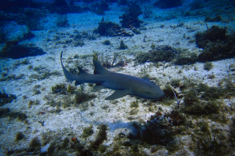 Tubarão-lixa que vimos durante o mergulho no arrecife La Francesa, em Cozumel