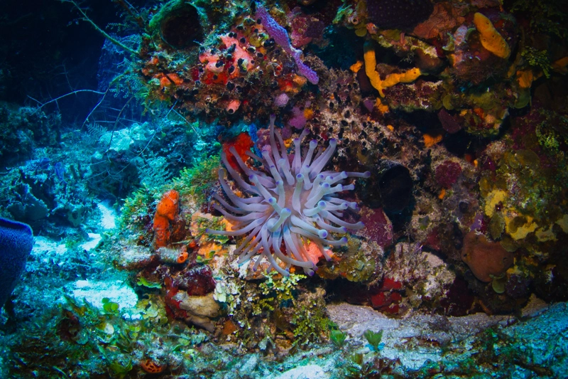 Corais de Palancar Jardines. Mergulho em Cozumel, México.