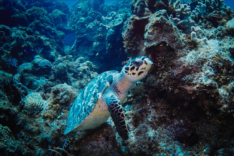 Tartaruga durante mergulho em Cozumel, no ponto Palancar Cuevas
