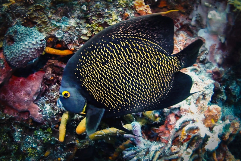 O peixe-frade é uma das espécies mais comuns de se encontrar durante um mergulho em Cozumel.