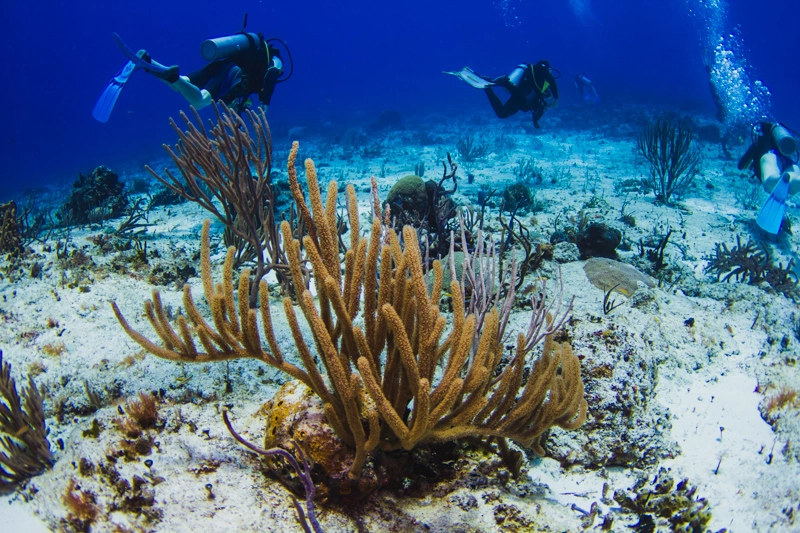 Mergulho em Punta Tunich, em Cozumel