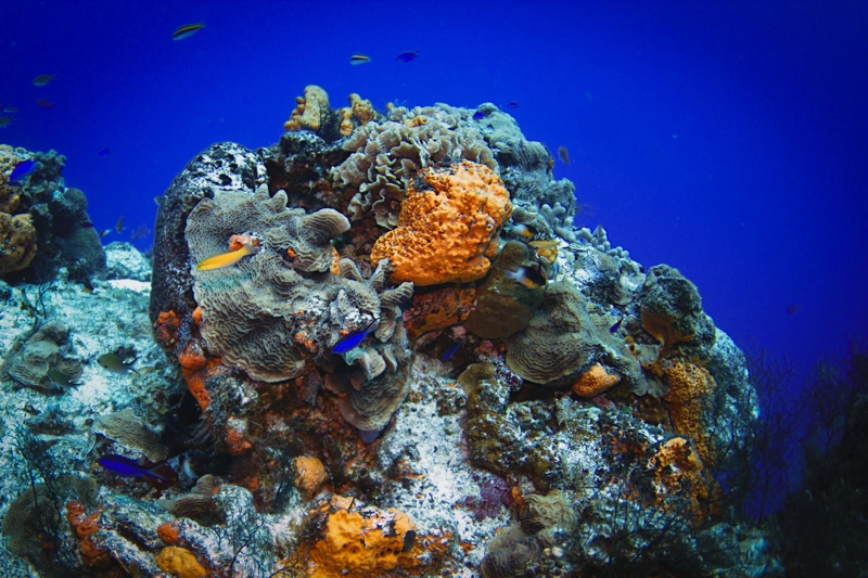 Formaçao de corais no ponto de mergulho Santa Rosa, em Cozumel