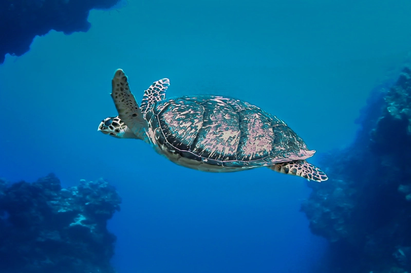 Tartaruga marinha durante mergulho em Cozumel