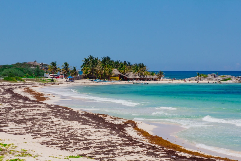Sargaço em Cozumel: praias do leste cobertas de algas