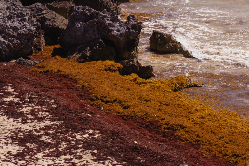 Sargaço em uma praia de Tulum: acúmulo de algas marrom na areia