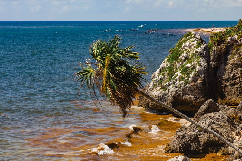 Sargaço no Caribe: praias de Cozumel e Tulum cobertas de algas
