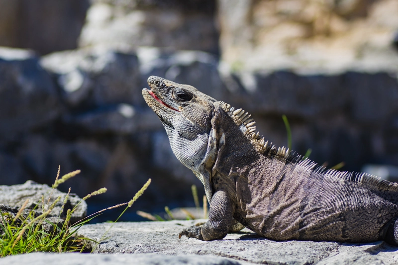 Iguanas por toda parte na Zona Arqueologica de Tulum