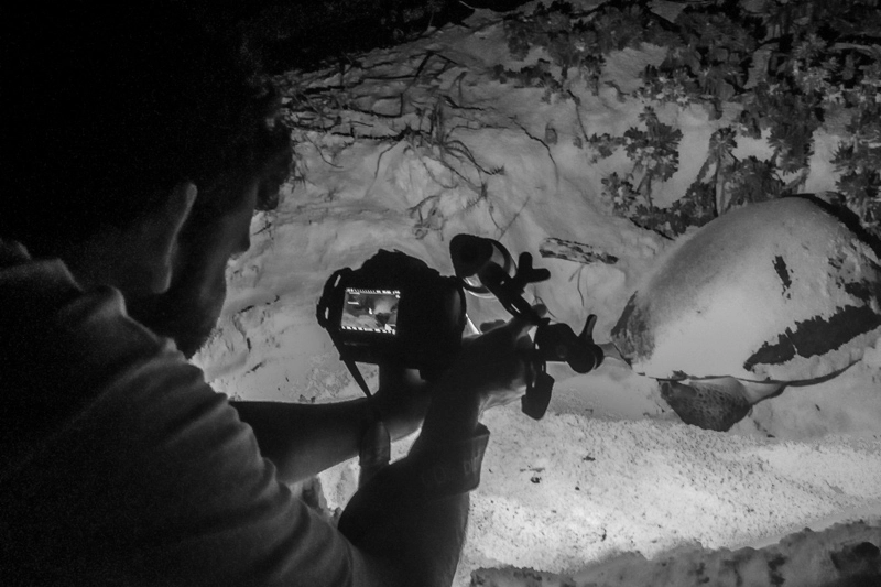 Acompanhamos o processo de desova e nascimento das tartarugas marinhas em Cozumel.