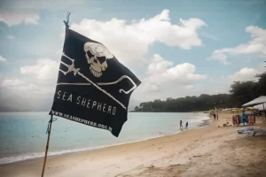 CLEAN UP DAY: limpeza de praias e mergulho de limpeza subaquática em Ilhabela