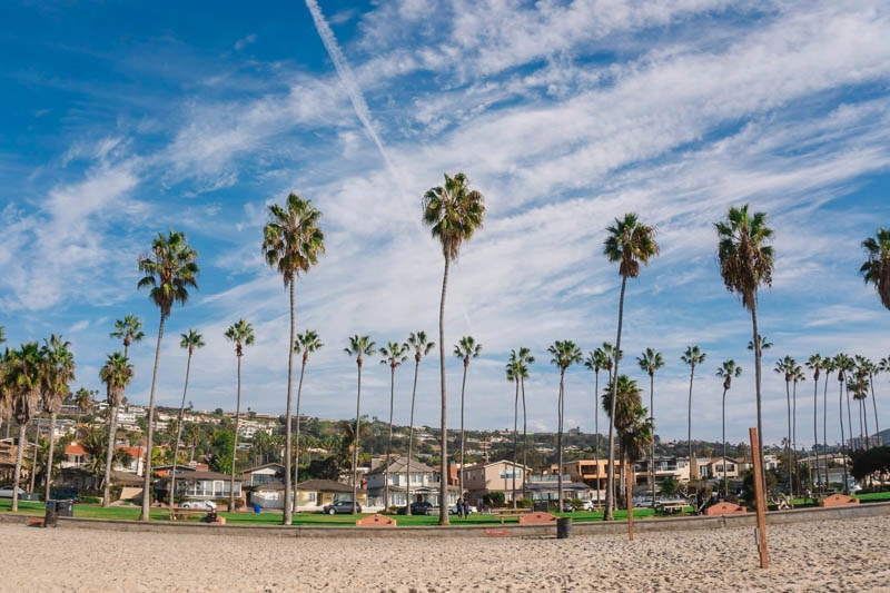 Palmeiras em La Jolla Shores, a praia ideal para quem quer aprender a surfar na Califórnia.