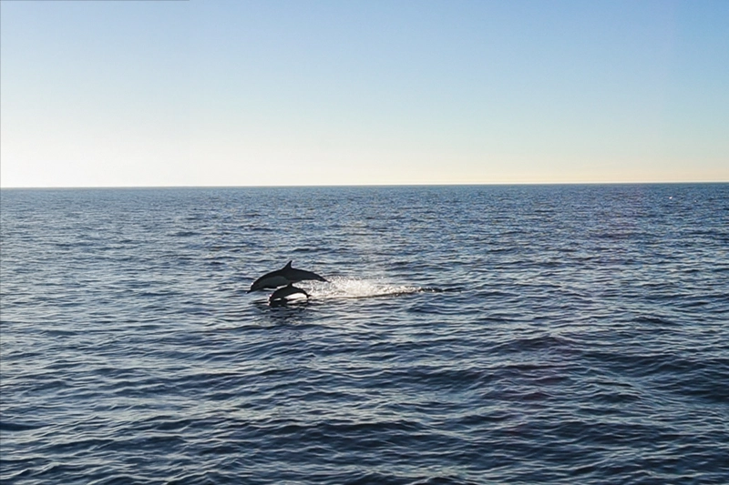 Golfinhos em Oceanside