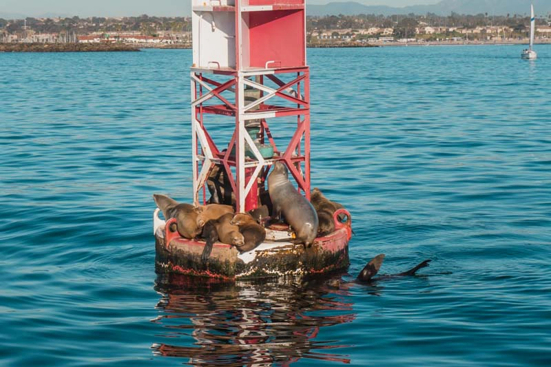Leões Marinhos em Oceanside