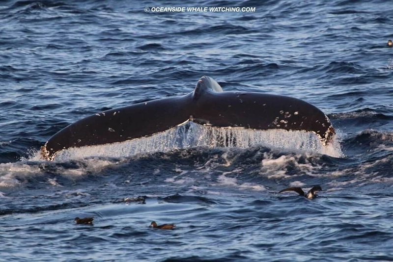 Baleia Jubarte vista no dia 17/dezembro, com a Oceanside Adventures.