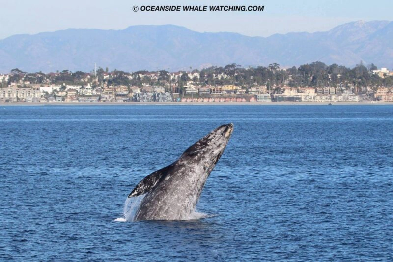 Baleia-cinzenta vista no dia 12/dezembro, com a Oceanside Adventures.
