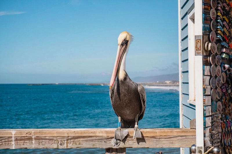 Os pelicanos já estão tão acostumados com a presença das pessoas que caminham pelo píer de Oceanside. 