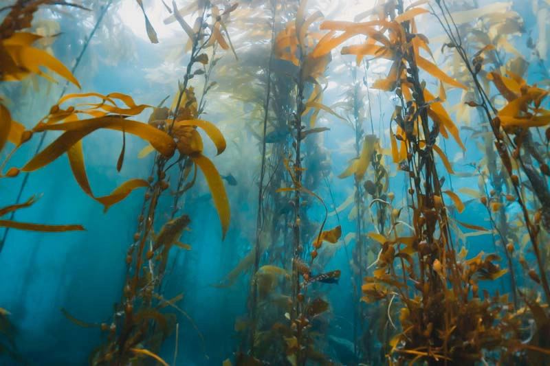 Kelp forests nas Channel Islands