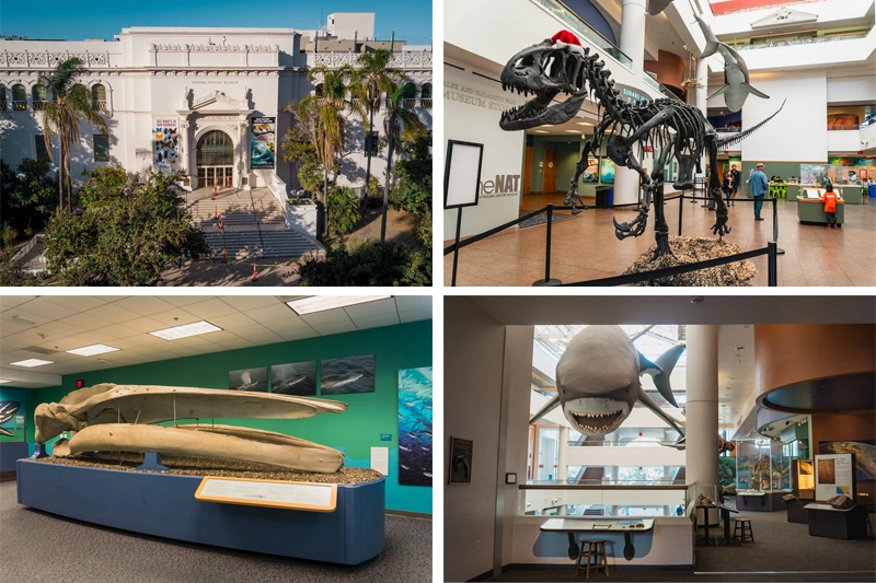 Museu de História Natural de San Diego (The NAT)