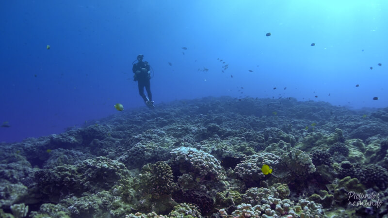 Mergulho em Maui - Molokini-4