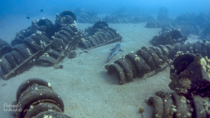 Mergulho em Maui - St Anthony