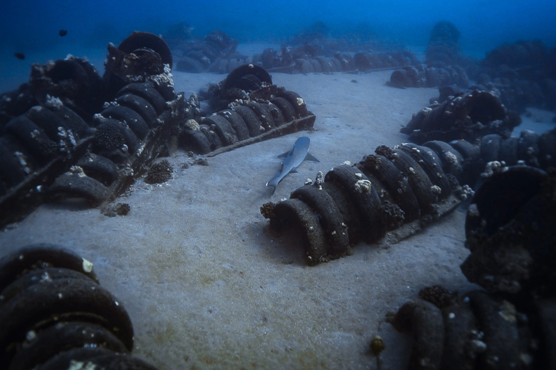 Whitetip reef shark no meio de pneus e mergulho no Havai