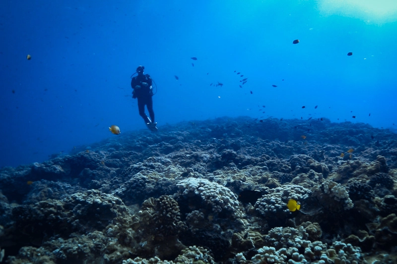 Mergulhar no Molokini é encontrar um verdadeiro tapete de corais cobrindo todo o fundo do mar,.
