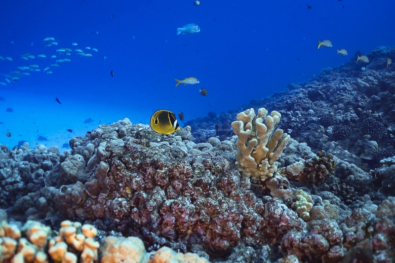 vida marinha abundante no mergulho no Molokini, no Havaí