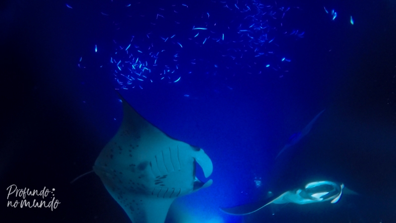 Mergulho noturno com as raias mantas em Big Island no Havai