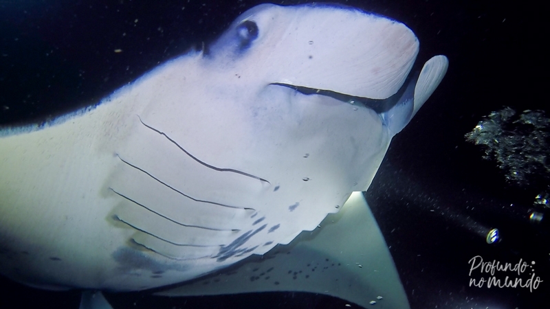 Mergulho noturno com as raias mantas em Big Island no Havai