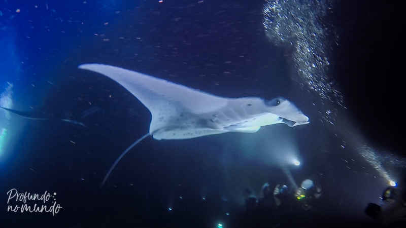 Mergulho noturno com as raias mantas em Big Island no Havai