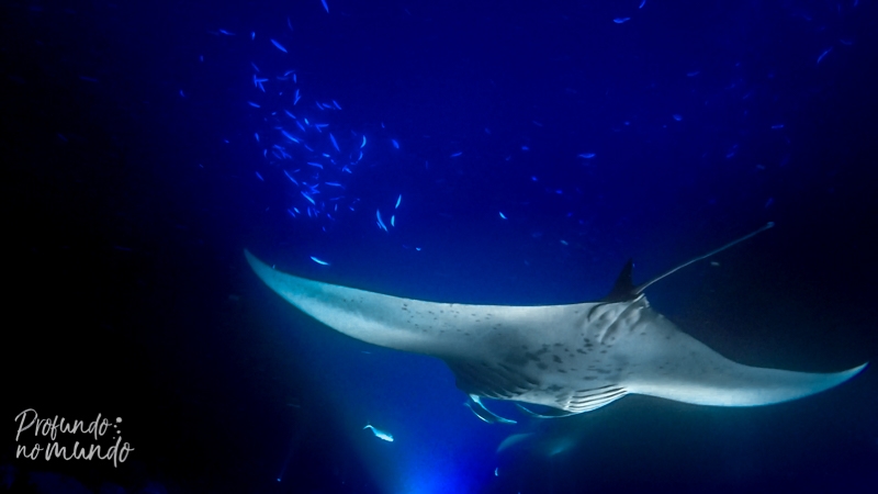 Mergulho noturno com arraias mantas em Big island, no Havaí