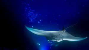 Mergulho_Raias_Mantas_Havaí_thumb