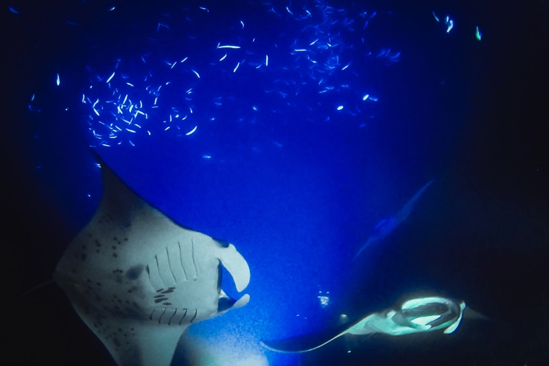 o mergulho com as mantas foi um dos mais bonitos que já fizemos, e uma experiência imperdível no Havaí