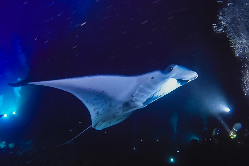 O mergulho noturno com as raias mantas foi um dos principais motivos de termos ido para Big Island.