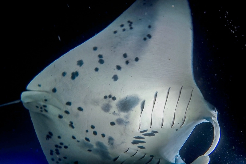 As manchas pretas são como a digital das mantas, e é possível identificar cada indivíduo através da análise dessas manchas.