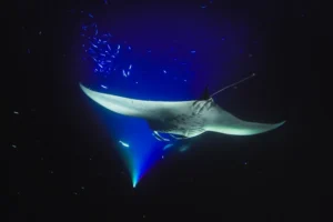 Mergulho Noturno com as Raias Mantas no Havaí (Big Island)