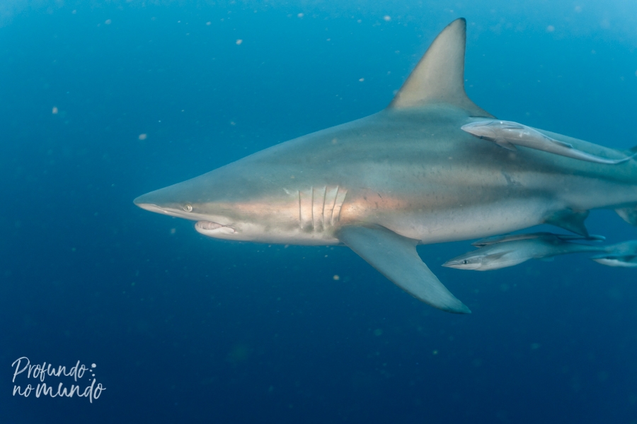 Mergulho com tubarões na Africa do Sul