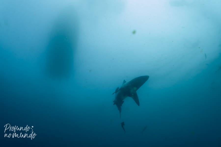 Mergulho com tubarões na África do Sul