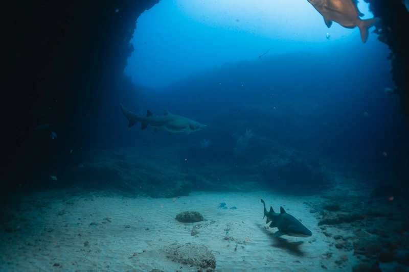 Mergulho com tubarão em Aliwal Shoal