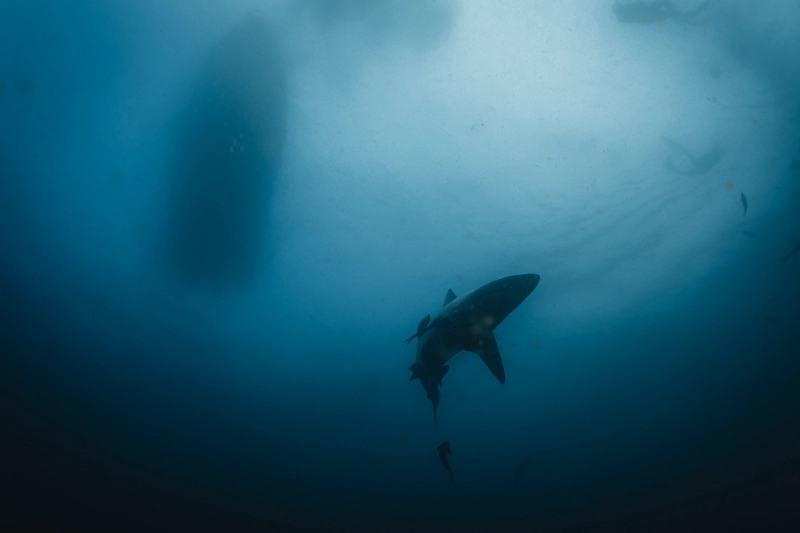 mergulho em aliwal shoal com tubarões na áfrica do sul