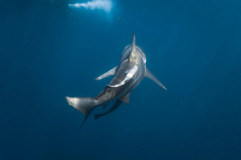 mergulho com tubarões na África do Sul