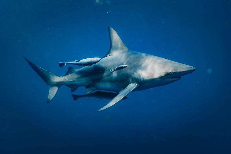 mergulho com tubarões na áfrica do sul
